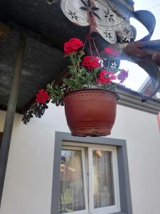 a flower pot hanging from a ceiling with red flowers at Etno Kuca Badejevic in Plavna