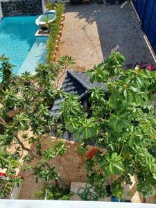 einen Garten mit Pflanzen neben einem Pool in der Unterkunft Doña Mayra Aparta Hotel in Las Terrenas