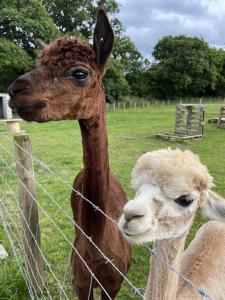 a brown llama standing next to a fence at Hawthorn Cottage in Tenby