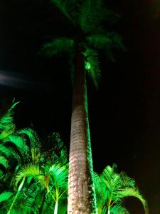 a palm tree lit up at night with green lights at VILA ACONCHEGO AZUL- casa 1 in Aracê