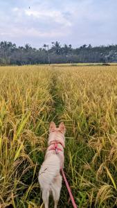 a dog on a leash in a field of grass at Crossroads Hostel 1957 in Wayanad
