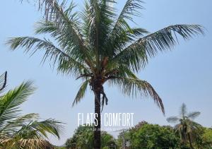 a palm tree with a blue sky in the background at NOVIDADE FLATS COMFORT na Vila de São Jorge - Chapada dos Veadeiros in Sao Jorge