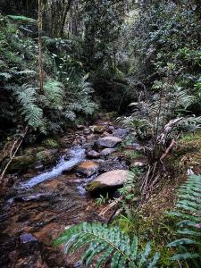 a stream in the middle of a forest at Vital Ecohotel Cabañas in Guarne