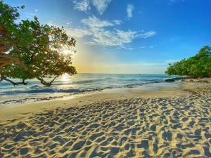 a sandy beach with a tree and the ocean at Palm Beach Paradise Vacation Rental in Palm-Eagle Beach