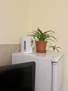 a cup and plants on top of a refrigerator at Wohnung 18 in Lutherstadt Eisleben