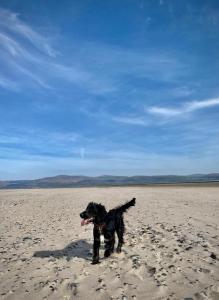 a black dog standing in the sand on the beach at Bay View Lodge, Brynowen in Borth