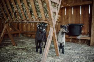 Zvířata v hotelu nebo okolí + 37 fotografií