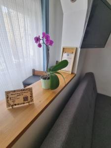 una planta sentada en un estante en una habitación en Dream Studio Petrosani, en Petroşani