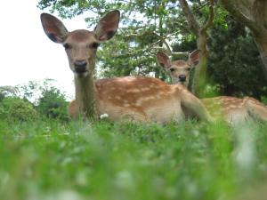 two deer laying in the grass in a field at Kasuga Hotel in Nara