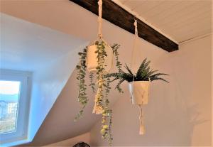 uma planta em vasos está pendurada num tecto em liebenswertes Apartment 10 Minuten zur Altstadt em Koblenz