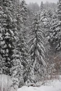 een groep met sneeuw bedekte bomen in een bos bij Nova Montan Azuga in Azuga