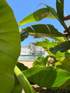 a bunch of green leaves in front of a pool at Casa Palma in São Miguel do Gostoso +33 photos