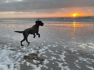 a dog running on the beach at sunset at ZeeBedStay in Noordwijk aan Zee