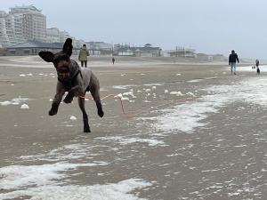 a dog jumping in the water on the beach at ZeeBedStay in Noordwijk aan Zee