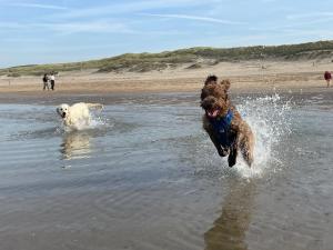 two dogs playing in the water at the beach at ZeeBedStay in Noordwijk aan Zee