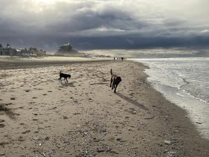 two dogs walking on the beach near the water at ZeeBedStay in Noordwijk aan Zee