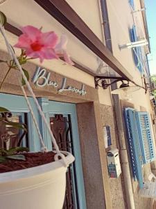 une fleur dans un pot devant un bâtiment dans l'établissement Apartments Blue Lavender, à Cres