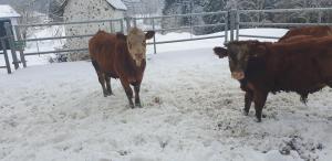 Állatok az apartmanban vagy a közelben