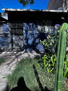 a green cactus in front of a building at Winewalker in Ciudad Lujan de Cuyo