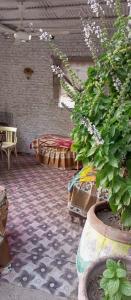 a patio with a potted plant and a table at NUBA ONe in Aswan