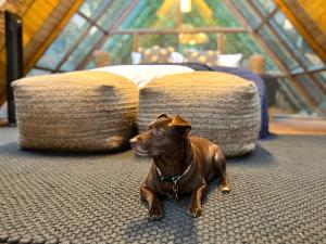 Haustiere von Gästen der Unterkunft BubbleSky Glamping Guatapé