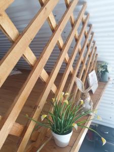 a rabbit sitting on a wooden bench with a potted plant at Red Ranch House in Kilcolgan