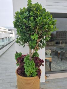 a potted tree in a pot on a building at Vue panoramique sur la baie de Tanger in Tangier
