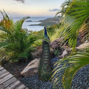 a peacock statue in a garden next to the ocean at Aleli Cottages in Culebra