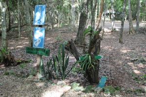 Zahrada ubytování Campamento Yaax Che en Calakmul
