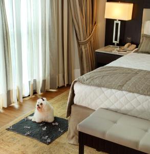 a small white dog sitting on a rug next to a bed at Miramar By Windsor Copacabana in Rio de Janeiro