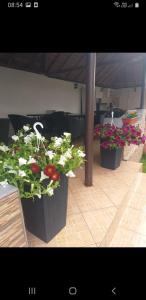 tres macetas de flores sentadas en un patio en Casa Royal Haveli, en Costinesti