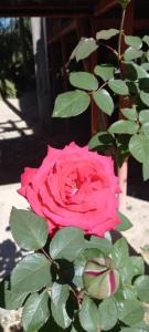 een roze roos op een plant bij Mukuku Rest Camp in Shimweghe