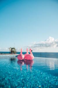 three pink inflatable flamingos in a swimming pool at Elements Hotel & Shops Curaçao in Willemstad