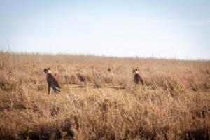 Hosté ubytování Mawe Tented Camp