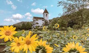a field of yellow flowers in front of a church at Salzburg B&B in Yuemei