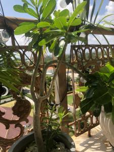 a plant in a pot next to a bench at The Penthouse oysterbay in Dar es Salaam