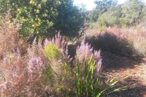 un champ de plantes avec des fleurs et des arbres violets dans l'établissement Plettenberg Bay Cottage, à Plettenberg Bay