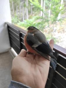 uma pessoa segurando um pequeno pássaro na mão em Forest Dream Apartment - Elit Pamporovo em Pamporovo