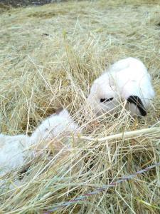 dos cachorros blancos tirados en el heno en Canto perdigal, en Caylus