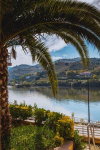 Blick auf einen Fluss mit einer Palme in der Unterkunft Crisol Regua Douro in Peso da Régua + 29 Fotos