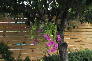 a tree with pink flowers hanging from a fence at Garden Hotel in Gjirokastër