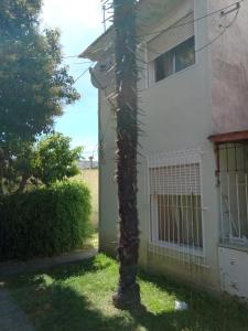 una palmera frente a una casa en Lo de Normi en Tandil