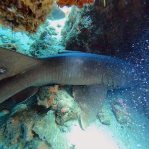 a person is looking at a fish in the water at Taganga Dive Inn in Taganga