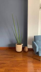 une plante en pot dans un salon avec un canapé bleu dans l'établissement Oasis house Envigado, à Envigado