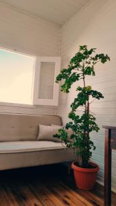 ławka w pokoju z drzewem przed oknem w obiekcie A Casinha de Madeira w mieście Balneário Gaivotas