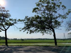 two trees in front of a field of grass at A home with private pool, Kebun Kecil in Tangga Batu