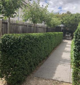 a hedge in front of a fence with a sidewalk at Castlebar - Superior Boutique Accomodation - Steps to Pakington Street in Geelong West