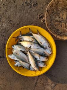 a yellow bowl of fish on the ground next to a basket at Travel Moody Beach touch Homestay & Campsite in Dapoli