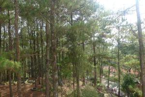 a wooded area with trees in the foreground at Amabel's Condo Unit K 2LC in Baguio