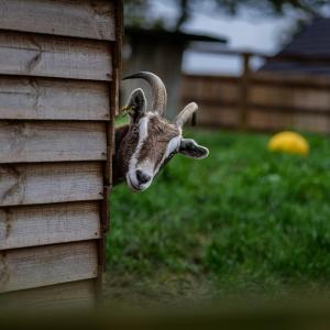 a goat sticking its head out of a fence at Fig Tree Cottage in Tenby